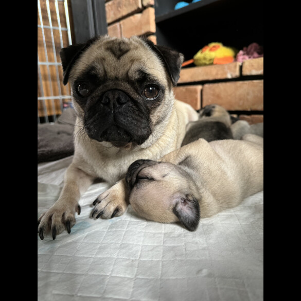 Pug - Dogs