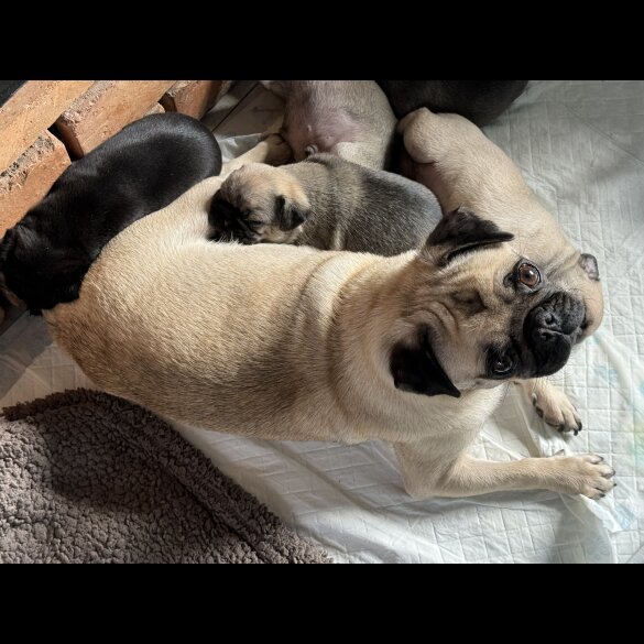 Pug - Dogs