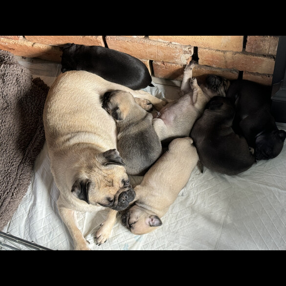 Pug - Dogs