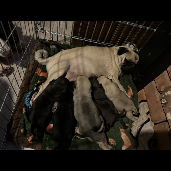 Pug - Dogs