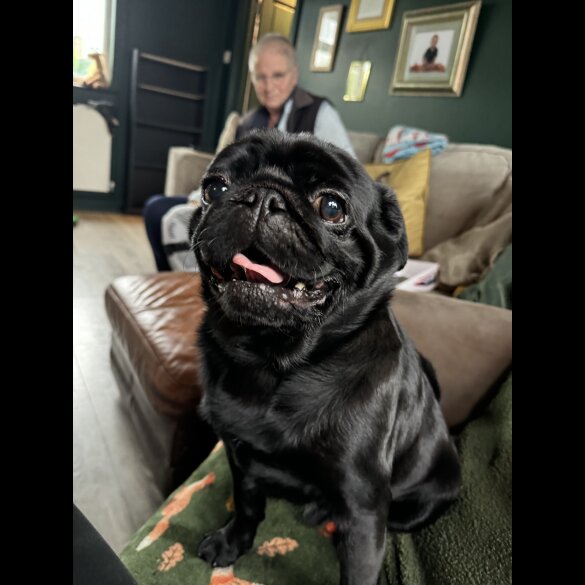 Pug - Dogs