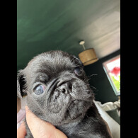 Pug - Dogs