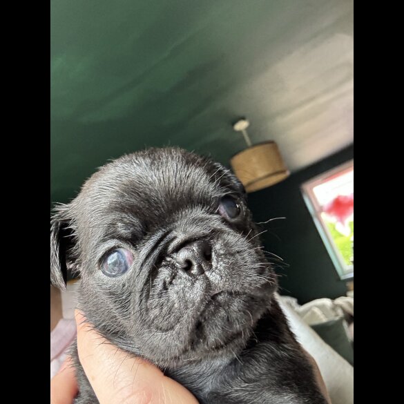 Pug - Dogs