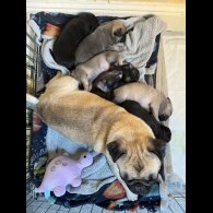 Pug - Dogs
