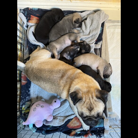 Pug - Dogs