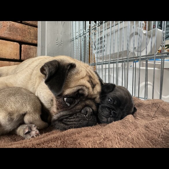 Pug - Dogs