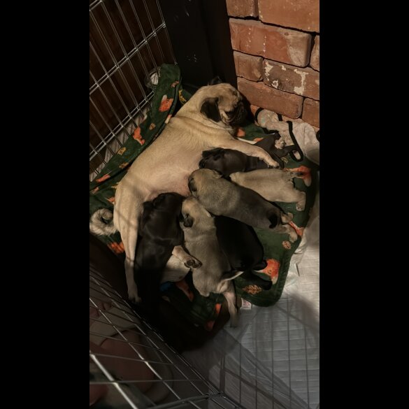 Pug - Dogs