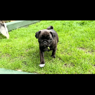 Pug - Dogs