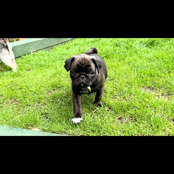 Pug - Dogs