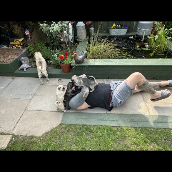 Pug - Dogs
