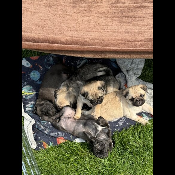 Pug - Dogs