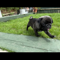 Pug - Dogs