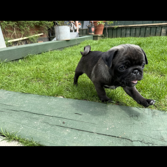 Pug - Dogs
