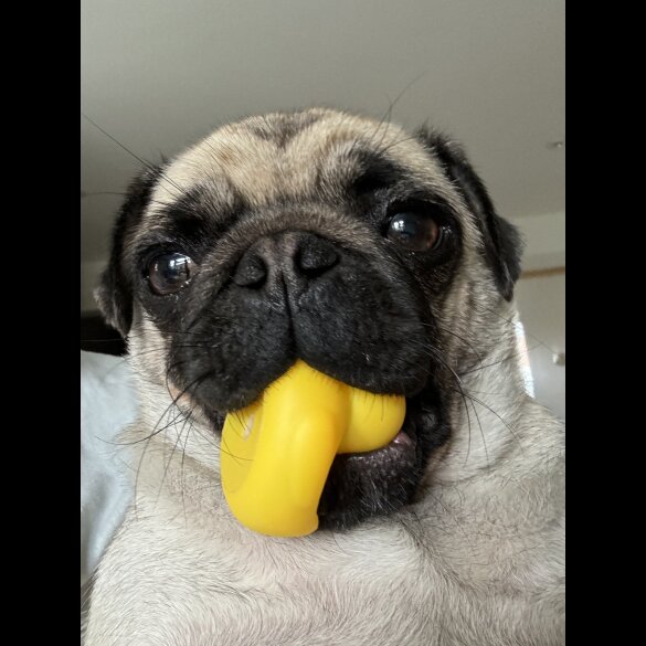 Pug - Dogs