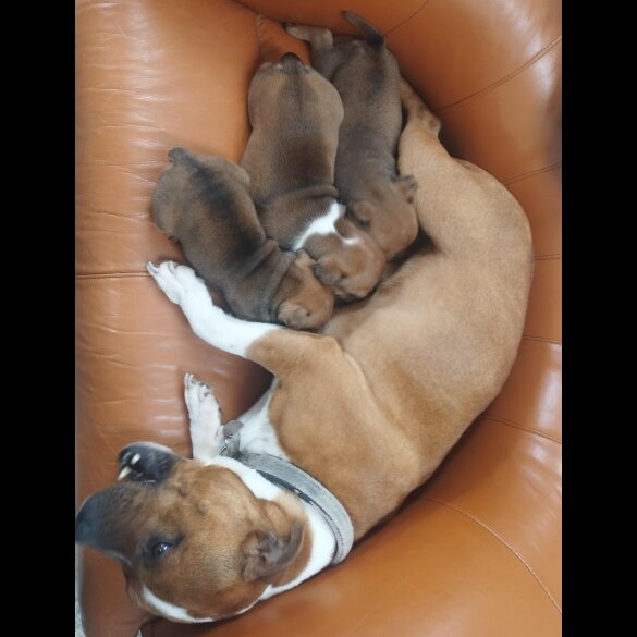 Staffordshire Bull Terrier - Both