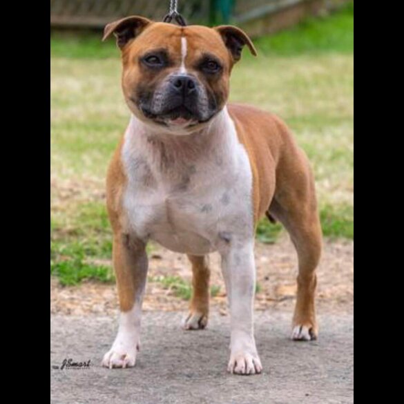Staffordshire Bull Terrier - Both