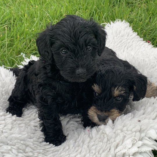 Schnoodle - Dogs