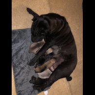 Shar Pei - Both