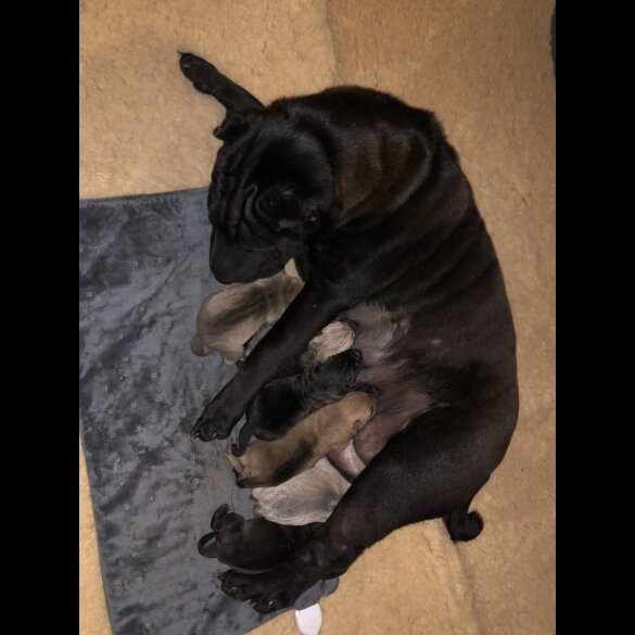 Shar Pei - Both