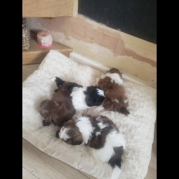 Shih Tzu - Both