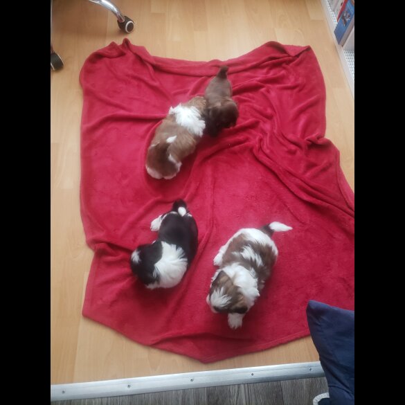Shih Tzu - Both