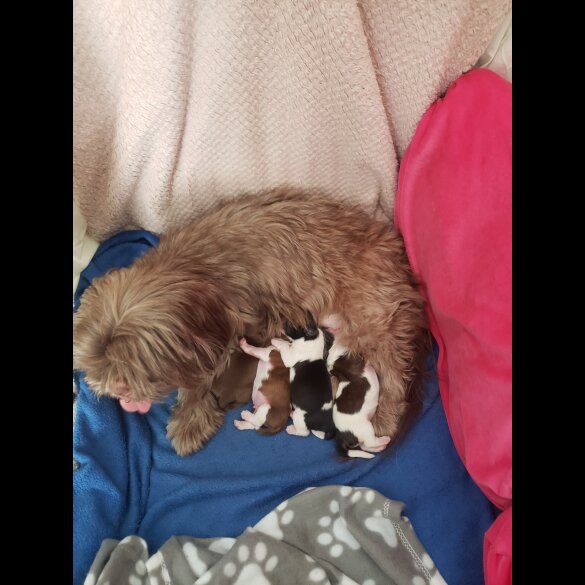 Shih Tzu - Both