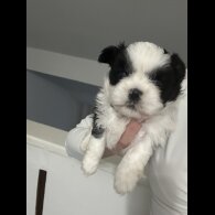 Shih Tzu - Dogs