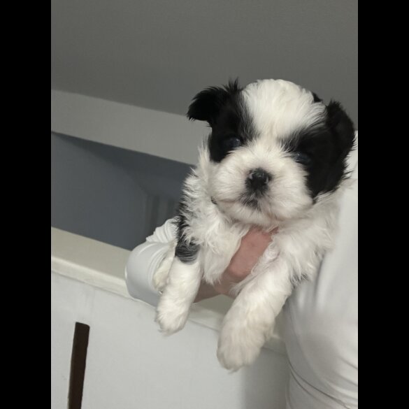 Shih Tzu - Dogs