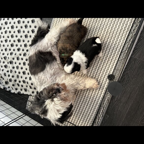 Shih Tzu - Dogs