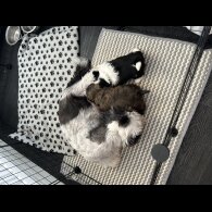 Shih Tzu - Dogs