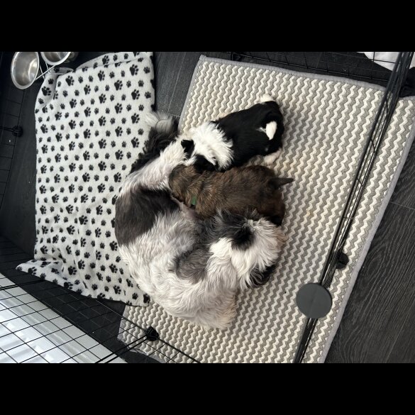 Shih Tzu - Dogs