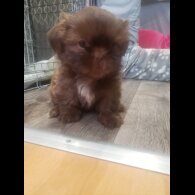 Shih Tzu - Both