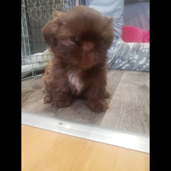 Shih Tzu - Both