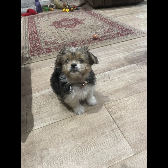 Shih Tzu - Both