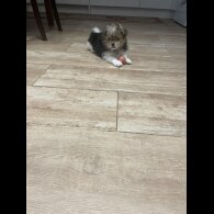 Shih Tzu - Both
