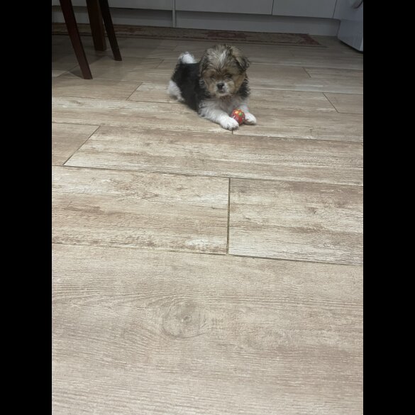 Shih Tzu - Both