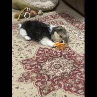 Shih Tzu - Both