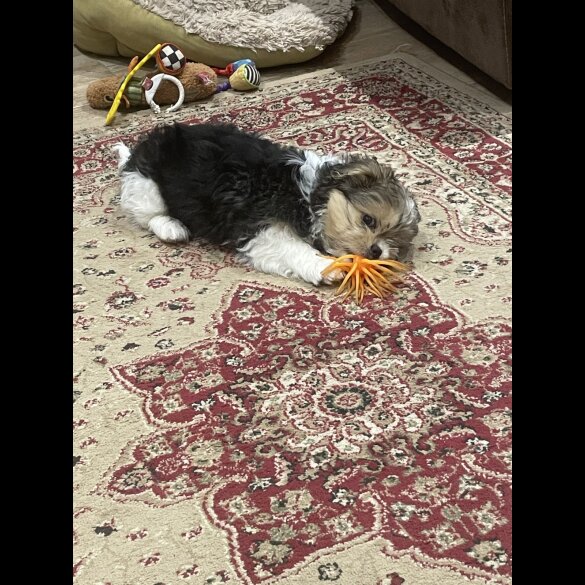 Shih Tzu - Both