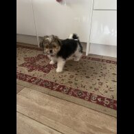 Shih Tzu - Both