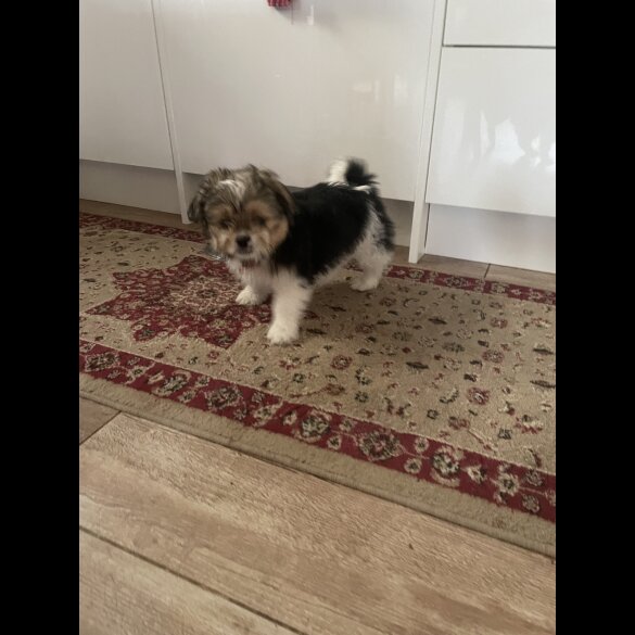 Shih Tzu - Both
