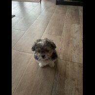 Shih Tzu - Both
