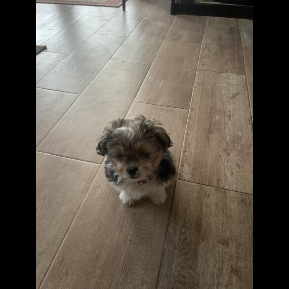 Shih Tzu - Both