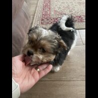 Shih Tzu - Both