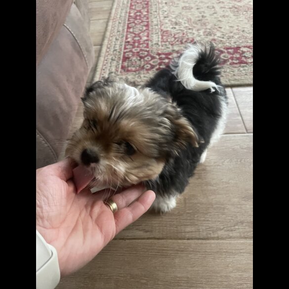 Shih Tzu - Both