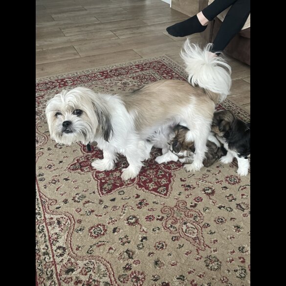 Shih Tzu - Both
