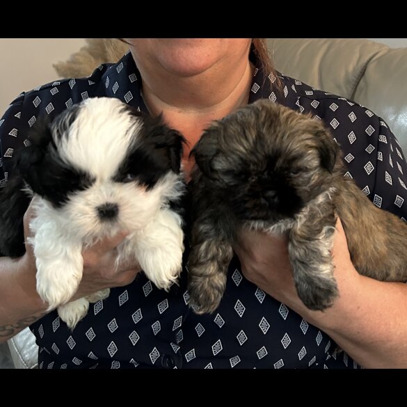 Shih Tzu - Dogs