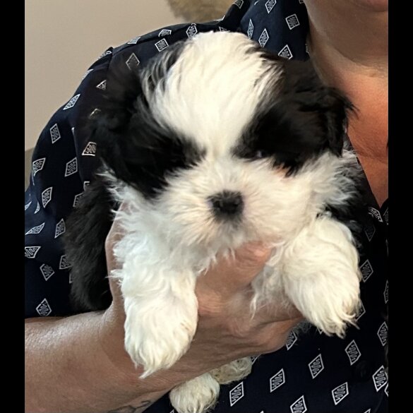 Shih Tzu - Dogs