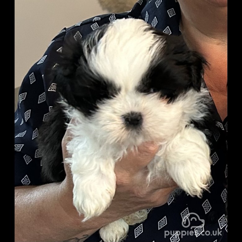 Shih Tzu Sale Warrington Cheshire 1 x Shih Tzu Puppies for sale