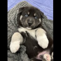 Siberian Husky - Both