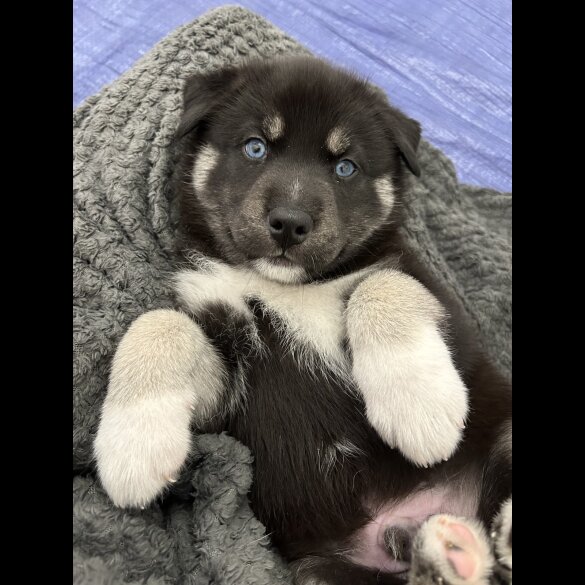 Siberian Husky - Both